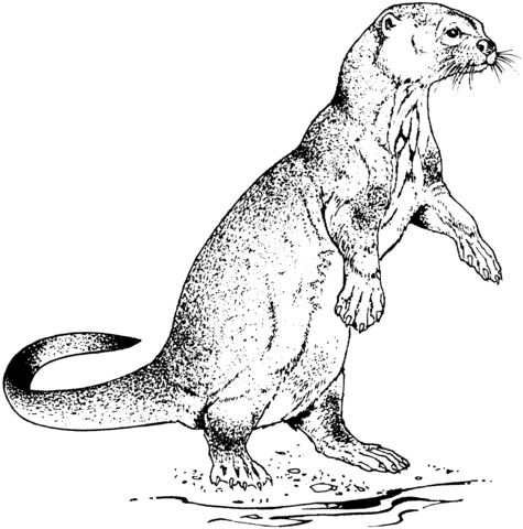 Realistic River Otter Coloring Page